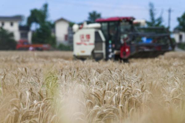 成都崇州市:高标准农田里抢收抢种忙 成都崇州市:高标准农田里抢收抢种忙