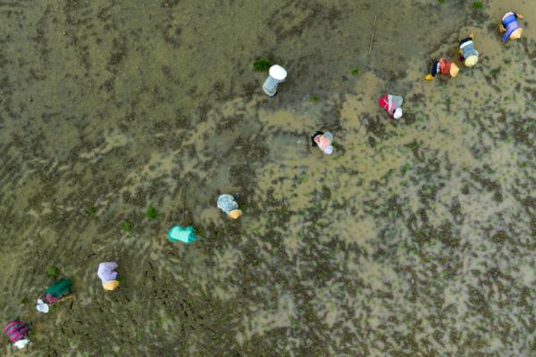 成都崇州市:高标准农田里抢收抢种忙 成都崇州市:高标准农田里抢收抢种忙