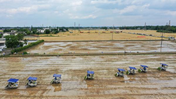 成都崇州市:高标准农田里抢收抢种忙 成都崇州市:高标准农田里抢收抢种忙