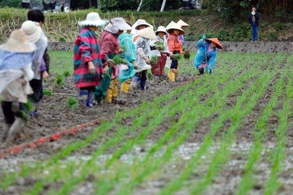 成都崇州市:高标准农田里抢收抢种忙 成都崇州市:高标准农田里抢收抢种忙