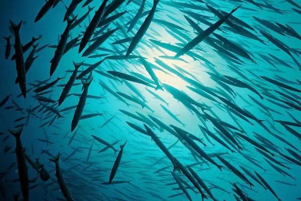 你吃到的每10条鲫鱼中，有7条都出自他的团队