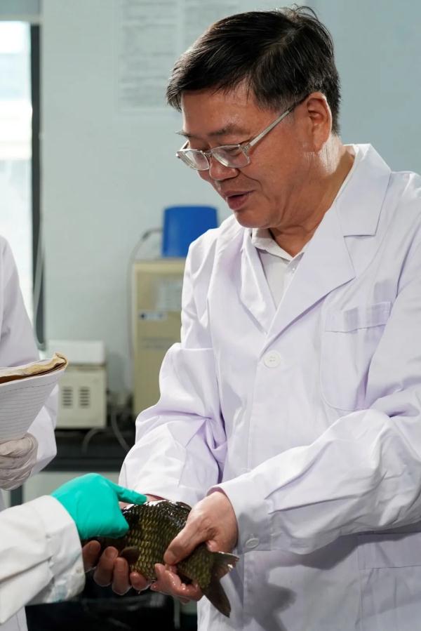 你吃到的每10条鲫鱼中，有7条都出自他的团队