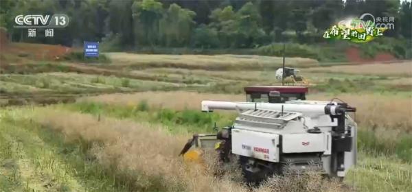 重庆万亩油菜进入收获期 机械化收割节本增效