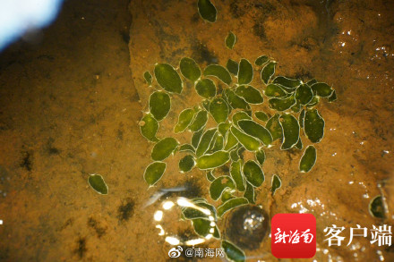 海南发现2个新记录物种 白边侧足海天牛和绒毛海天牛