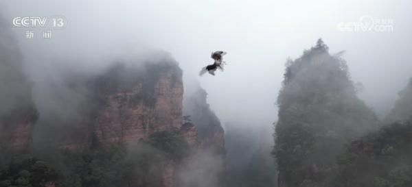 把无人机当成入侵猎物 镜头记录下红隼捕猎全过程