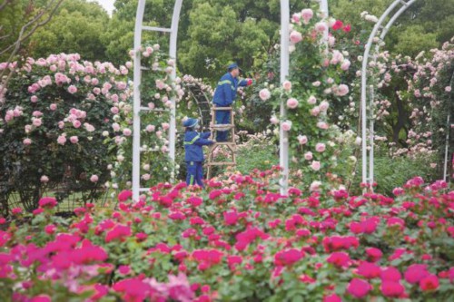 上海“百条花道”三成主打月季