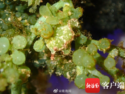 海南发现2个新记录物种 白边侧足海天牛和绒毛海天牛