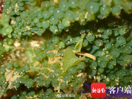 海南发现2个新记录物种 白边侧足海天牛和绒毛海天牛