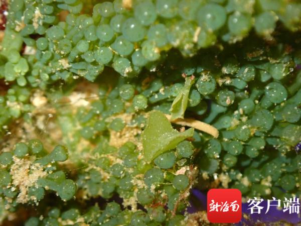 海南发现2个新记录物种：长得像兔子，饱腹靠太阳