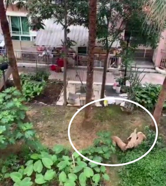 柳州这小区三只土狗疯狂咬死狸花猫!一个细节引发居民担忧 柳州这小区三只土狗疯狂咬死狸花猫!一个细节引发居民担忧