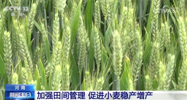 收割、播种热火朝天 各地抢抓农时为丰产打好基础