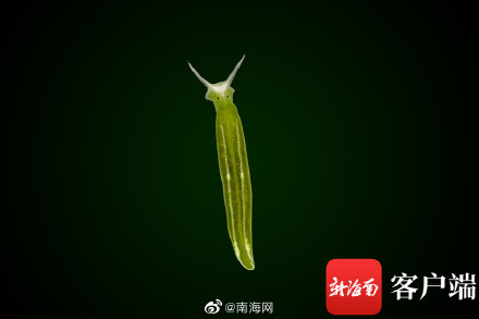 海南发现2个新记录物种 白边侧足海天牛和绒毛海天牛