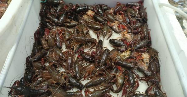 价格狂降近50%!还要降!杭州人爱吃的这一口,大量上市… 价格狂降近50%!还要降!杭州人爱吃的这一口,大量上市…