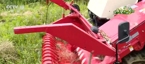 重庆万亩油菜进入收获期 机械化收割节本增效