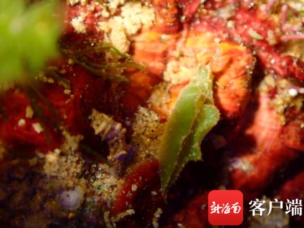 海南发现2个新记录物种：长得像兔子，饱腹靠太阳