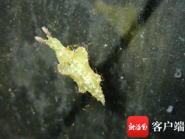海南发现2个新记录物种：长得像兔子，饱腹靠太阳