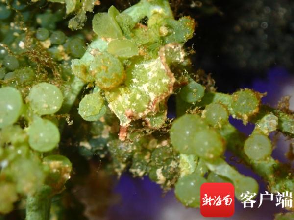 海南发现2个新记录物种：长得像兔子，饱腹靠太阳