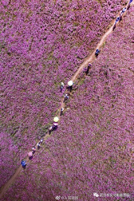 这辆列车在武汉天上跑,一手体验来了! 这辆列车在武汉天上跑,一手体验来了!