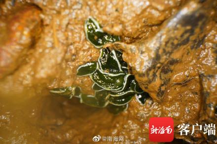 海南发现2个新记录物种 白边侧足海天牛和绒毛海天牛