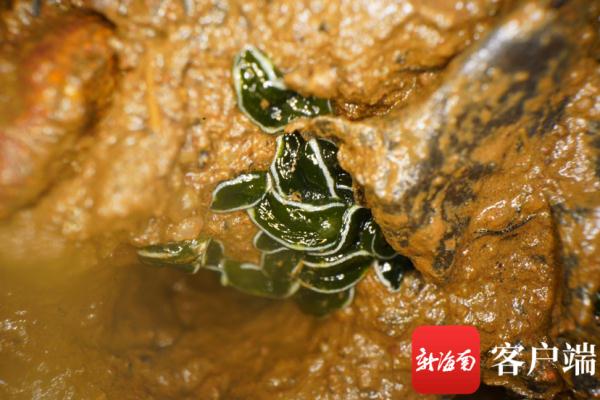海南发现2个新记录物种：长得像兔子，饱腹靠太阳