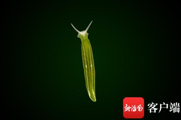 海南发现2个新记录物种：长得像兔子，饱腹靠太阳