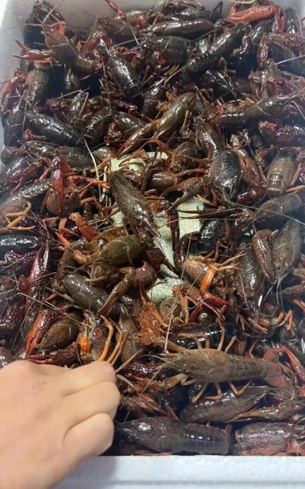 价格狂降近50%!还要降!杭州人爱吃的这一口,大量上市… 价格狂降近50%!还要降!杭州人爱吃的这一口,大量上市…