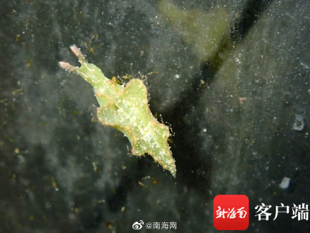 海南发现2个新记录物种 白边侧足海天牛和绒毛海天牛