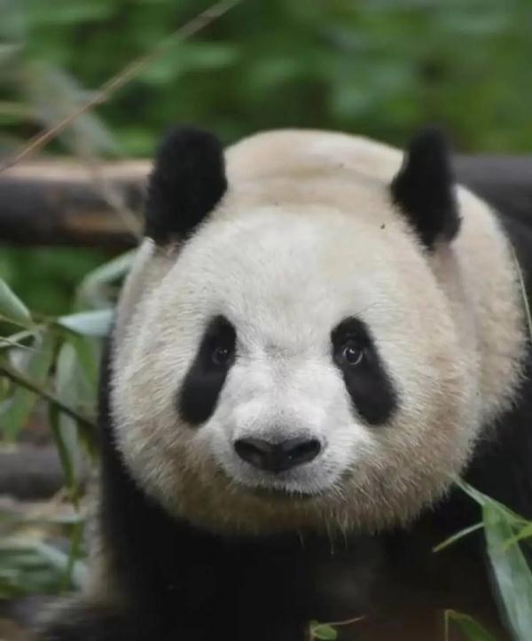 大熊猫“雅竹”脸部脱毛、行为异常？熊猫基地回应