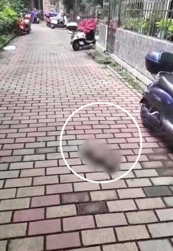 柳州这小区三只土狗疯狂咬死狸花猫!一个细节引发居民担忧 柳州这小区三只土狗疯狂咬死狸花猫!一个细节引发居民担忧