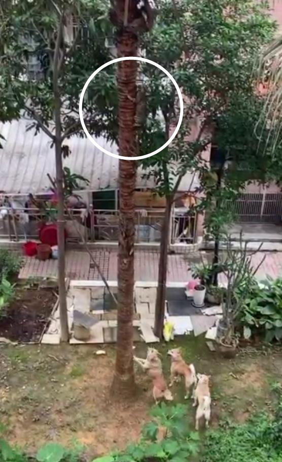 柳州这小区三只土狗疯狂咬死狸花猫!一个细节引发居民担忧 柳州这小区三只土狗疯狂咬死狸花猫!一个细节引发居民担忧