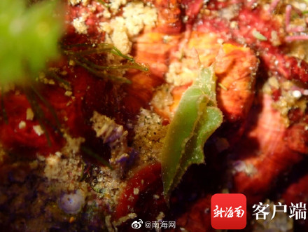 海南发现2个新记录物种 白边侧足海天牛和绒毛海天牛