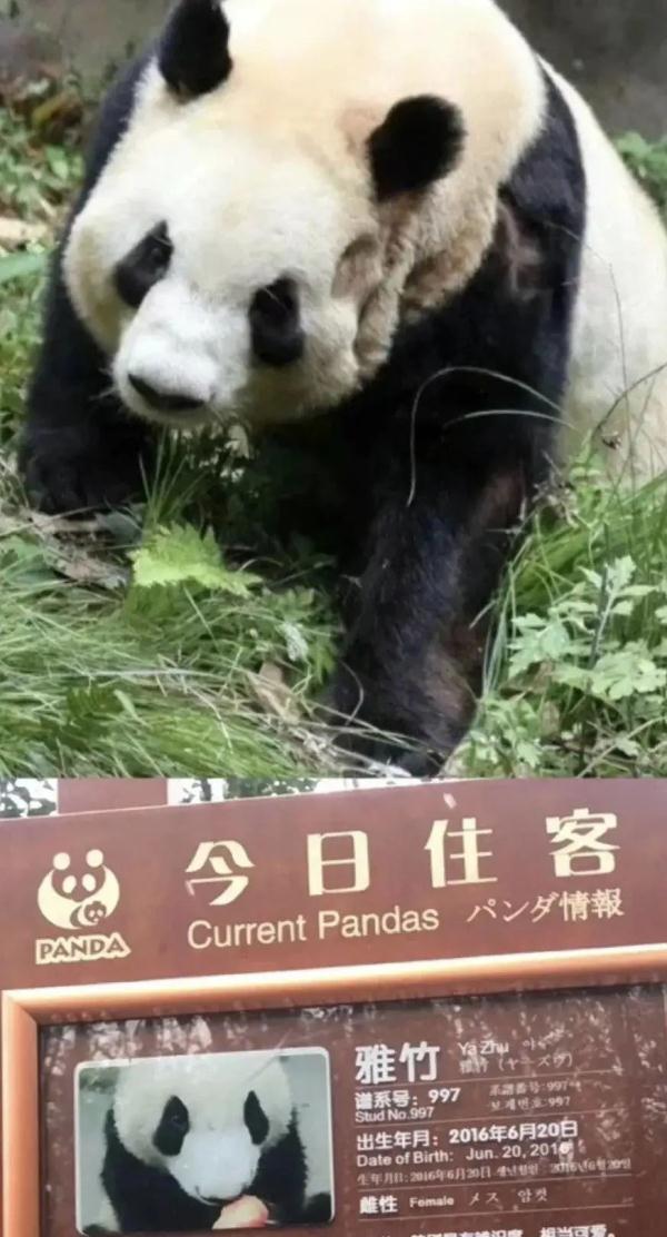 大熊猫“雅竹”脸部脱毛、行为异常？熊猫基地回应