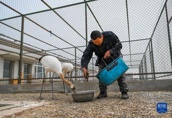 湿地管护站的“候鸟爸爸”