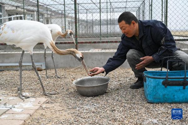 湿地管护站的“候鸟爸爸”