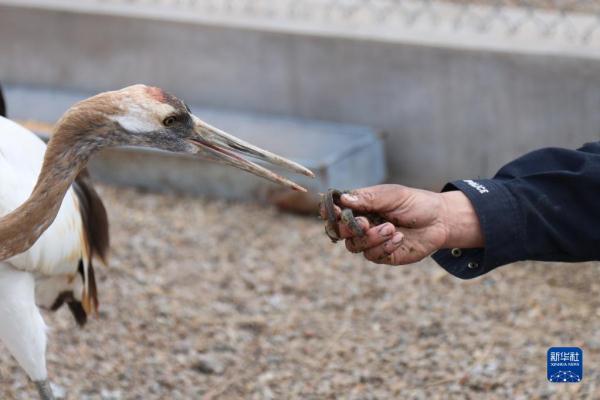 湿地管护站的“候鸟爸爸”