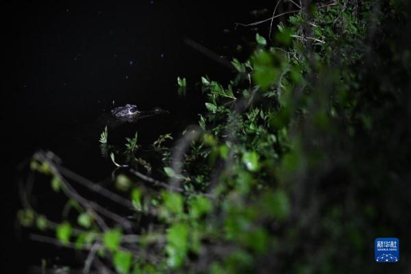 寻踪长江“活化石”