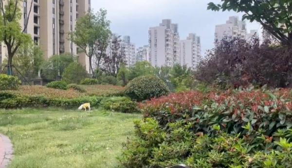 6 岁男童被打成脑震荡最新后续:遛狗打人者已被采取刑事强制措施 6 岁男童被打成脑震荡最新后续:遛狗打人者已被采取刑事强制措施