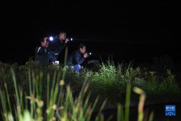 寻踪长江“活化石”