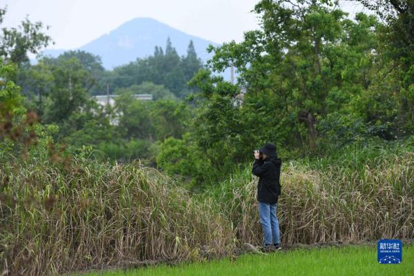寻踪长江“活化石”