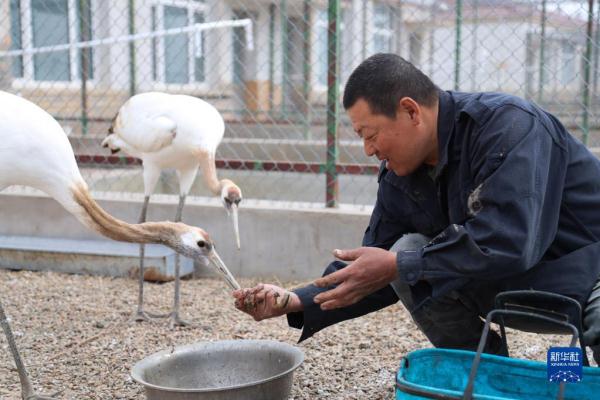 湿地管护站的“候鸟爸爸”