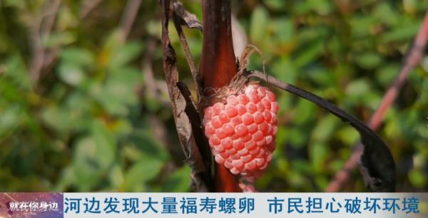 紧急提醒!近期高发,千万别乱吃!发现立即报告! 紧急提醒!近期高发,千万别乱吃!发现立即报告!