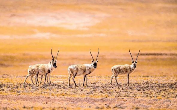 “高原精灵”藏羚羊年度迁徙产仔季开启