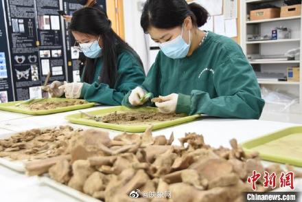 探访郑州大学人骨考古实验室