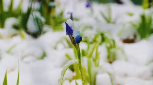 这几个地方下！雪！了！未来天气是……