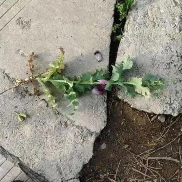 立功了!5岁女孩往草丛里看了一眼,不对劲... 立功了!5岁女孩往草丛里看了一眼,不对劲...