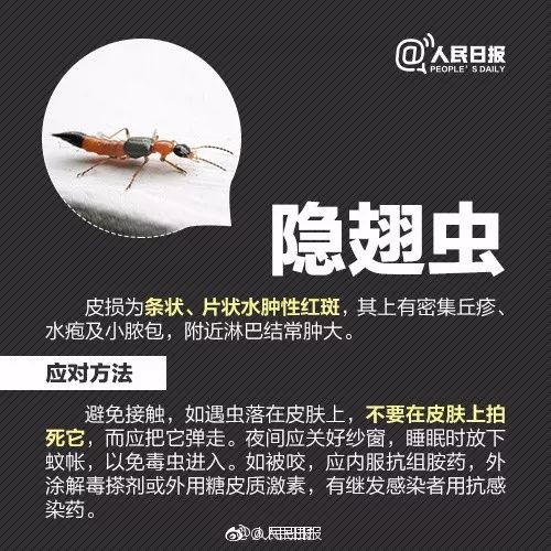 警惕！被这种小虫咬后奇痒无比，广东户外很常见