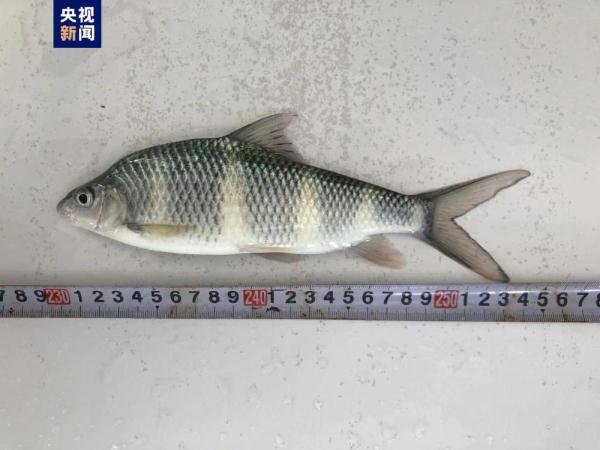 我国首次突破长鳍光唇鱼人工繁育技术