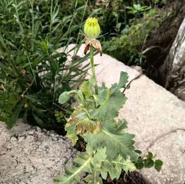立功了!5岁女孩往草丛里看了一眼,不对劲... 立功了!5岁女孩往草丛里看了一眼,不对劲...