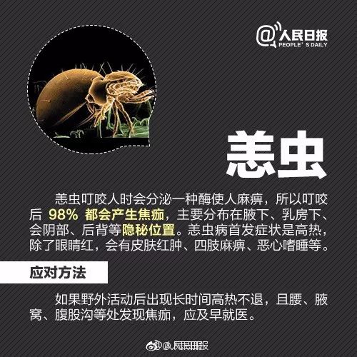 警惕！被这种小虫咬后奇痒无比，广东户外很常见