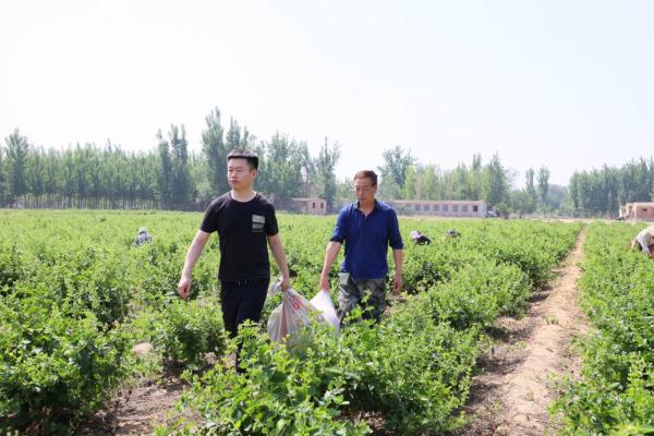 河北南宫：金银花开富农家